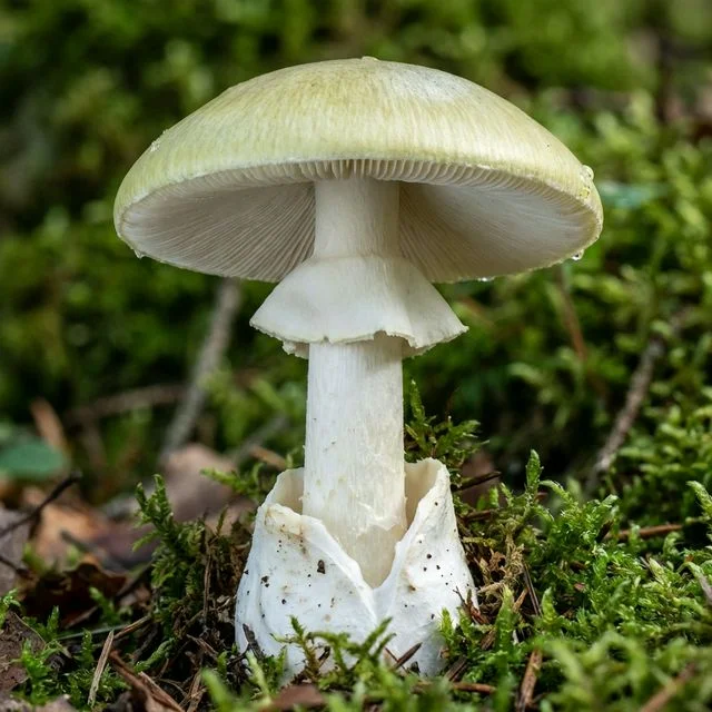 Amanite phalloïde (Amanita phalloides), champignon mortel