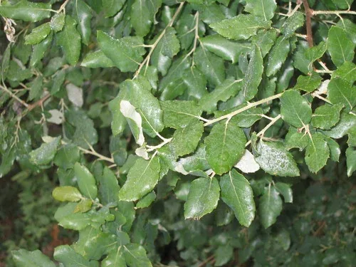 Chêne-liège, hôte écologiquement structurant du cèpe bronze en Europe du Sud