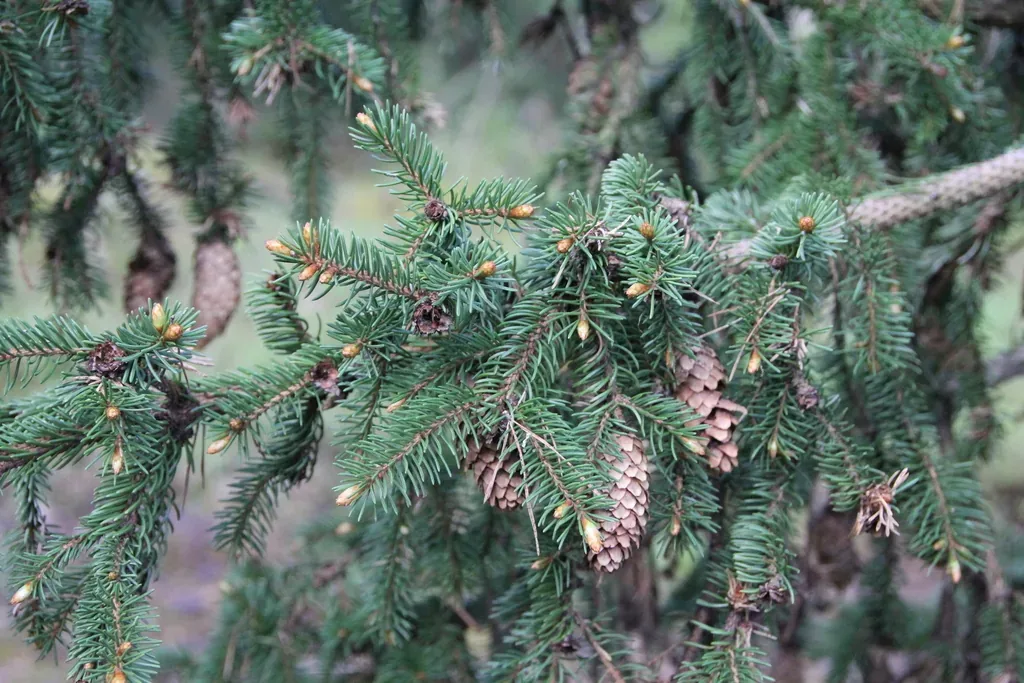 Épicéa commun, associé au cèpe des pins (var. fuscoruber)