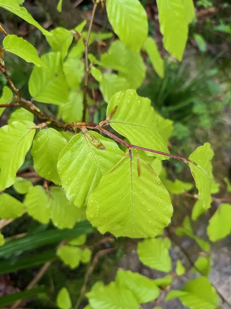 Hêtre, hôte confirmé de la girolle, séquencé (Olariaga 2017)