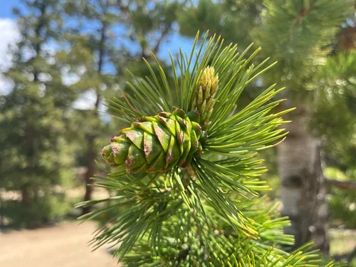 Pin cembro, associé au cèpe des pins en altitude alpine