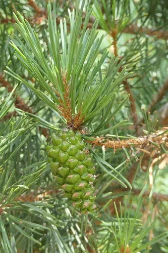 Pin à crochets, hôte du cèpe des pins en montagne