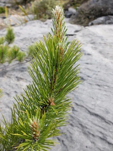 Pin noir d'Autriche, partenaire mycorhizien du cèpe des pins