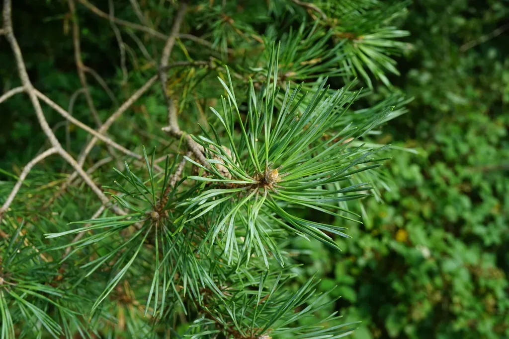 Pin sylvestre, hôte principal du cèpe des pins