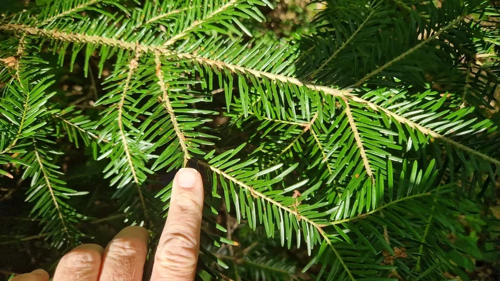 Sapin pectiné, partenaire du cèpe des pins en altitude (var. fuscoruber)