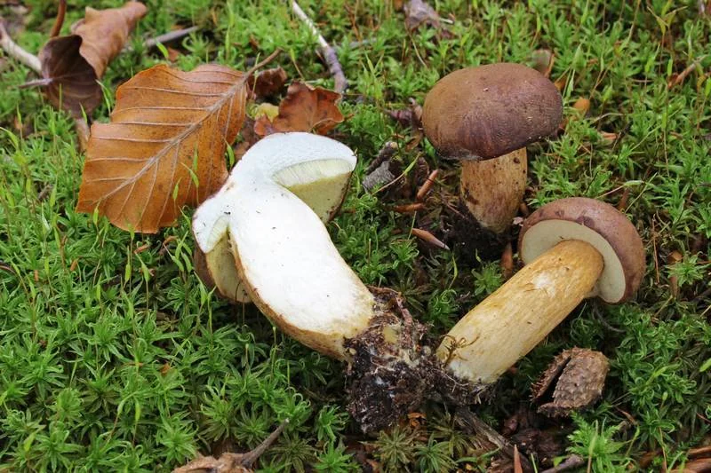 Bolet Bai (Imleria badia) dans une forêt mixte