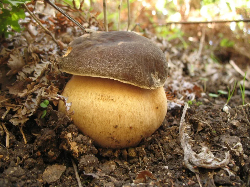 Cèpe Bronze (Boletus aereus) dans une forêt de chênes