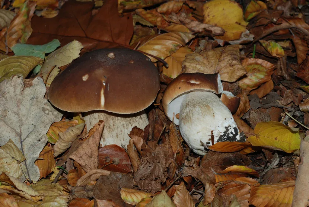 Cèpe de Bordeaux (Boletus edulis) dans une forêt de feuillus