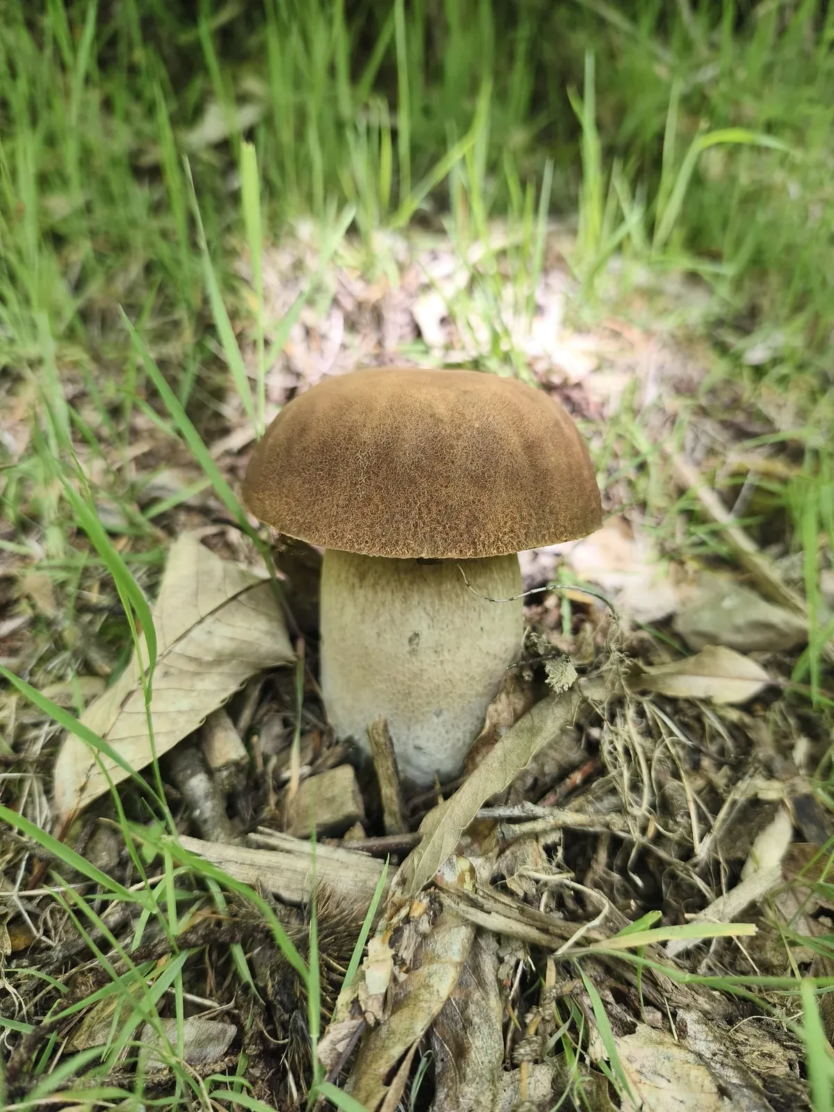 Cèpe d'été (Boletus reticulatus) dans une chênaie de plaine
