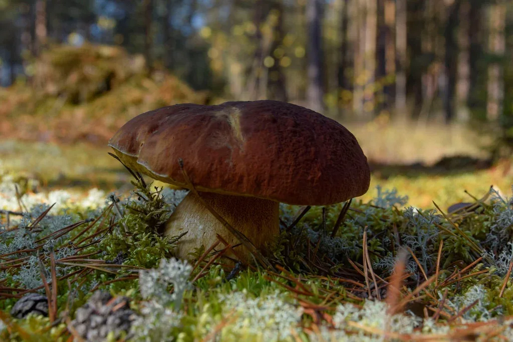 Cèpe de Pin (Boletus pinophilus) dans une forêt de pins et résineux