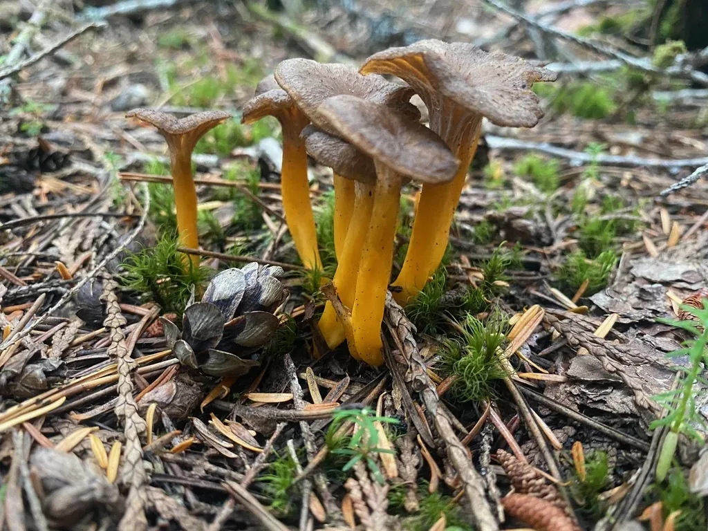 Chanterelle en Tube (Craterellus tubaeformis) dans une forêt de feuillus