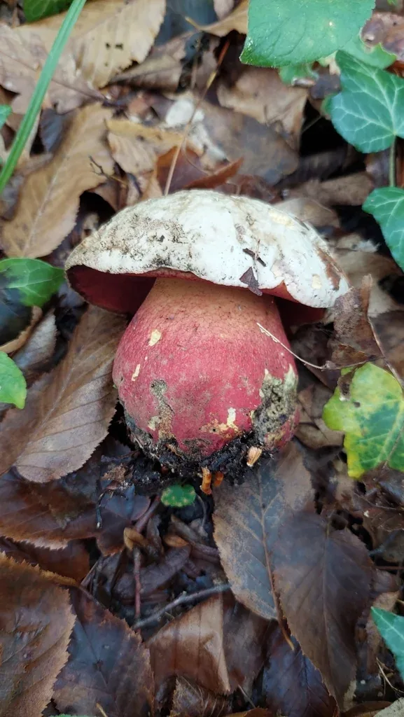 Bolet de Satan (Rubroboletus satanas), ne pousse pas sous les conifères