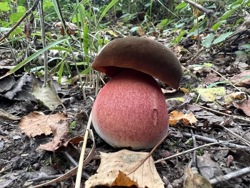 Bolet à pied rouge (Neoboletus erythropus), toxique cru, confusion possible avec le cèpe d'été