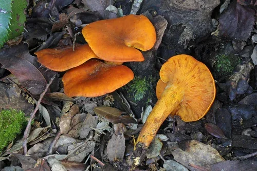 Clitocybe lumineux (Omphalotus olearius), confusion possible avec la girolle