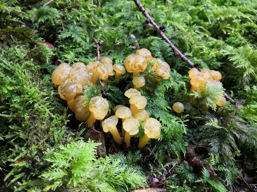 Léotie lubrique (Leotia lubrica), confusion toxique documentée avec la chanterelle en tube