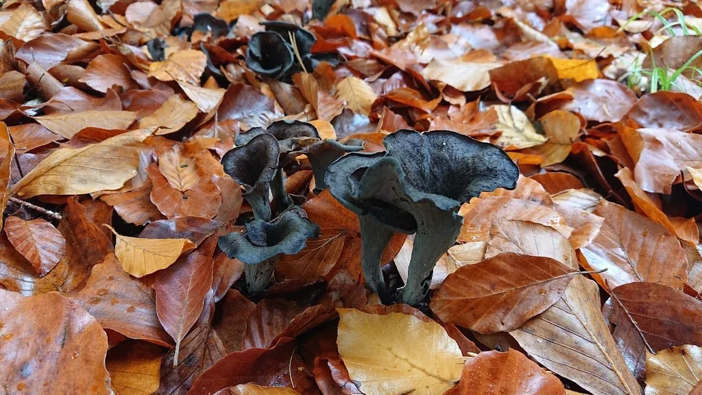 Trompette de la Mort (Craterellus cornucopioides) dans une forêt de feuillus